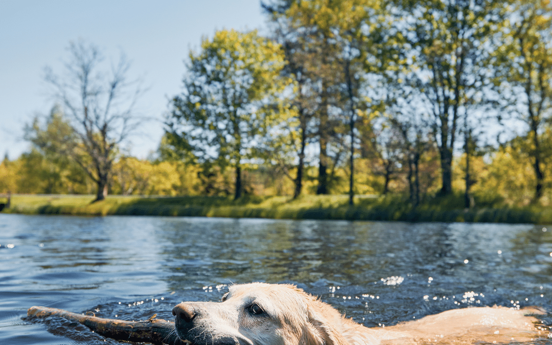 Urlaub mit Hund in den Vogesen